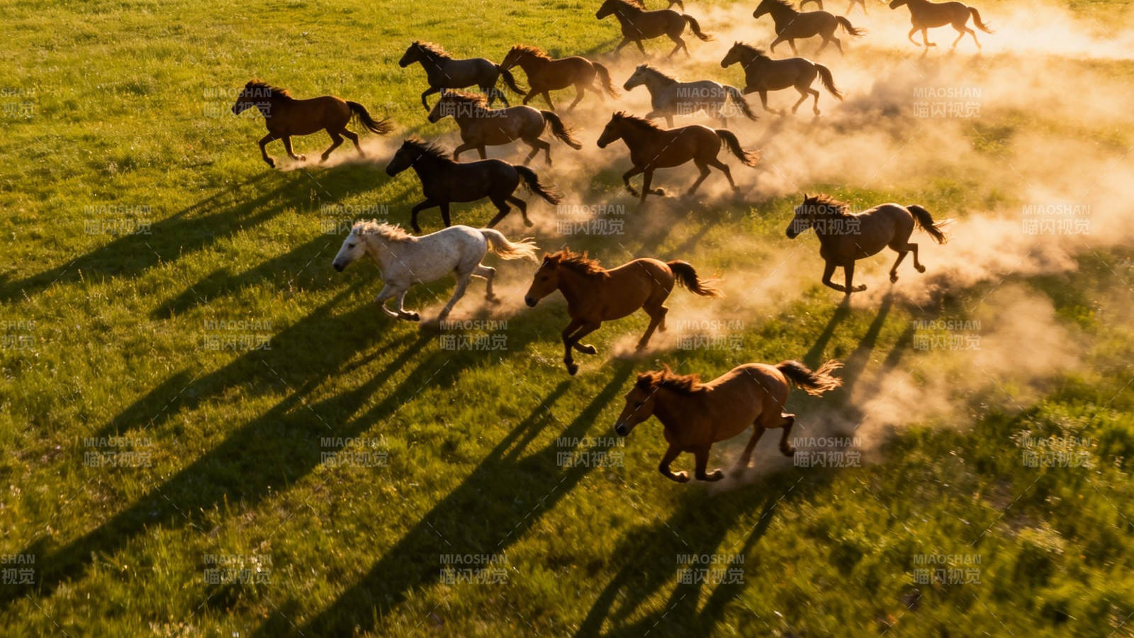 骏马奔腾 尘土飞扬图片