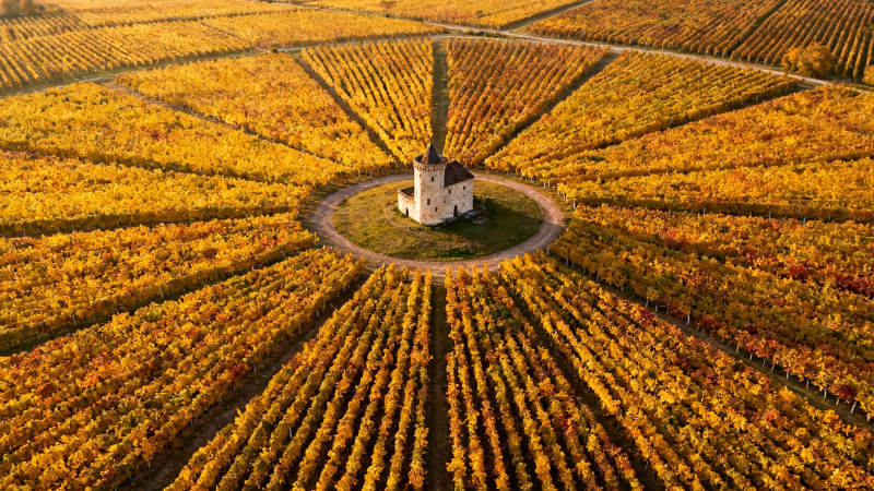 秋日葡萄园中的小教堂图片