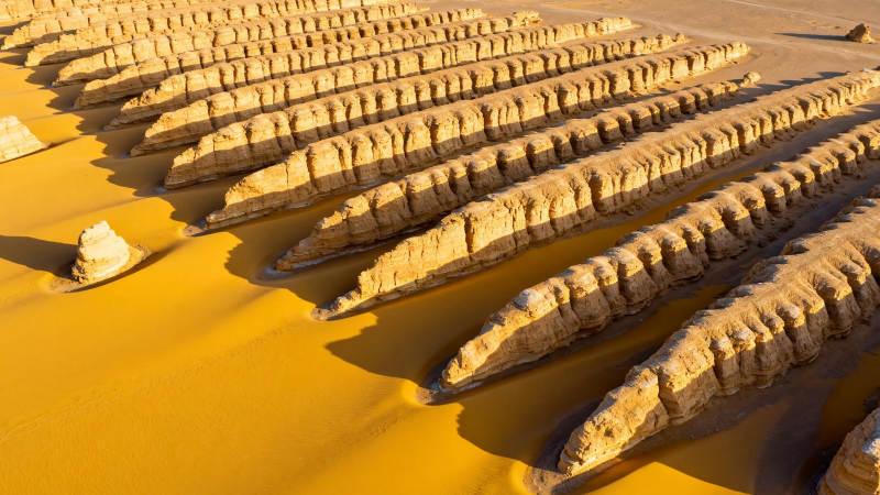 沙漠中的 鱼骨 奇观图片