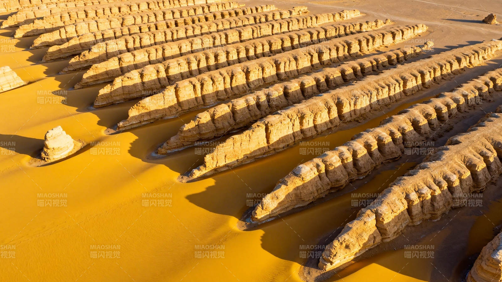 沙漠中的 鱼骨 奇观图片