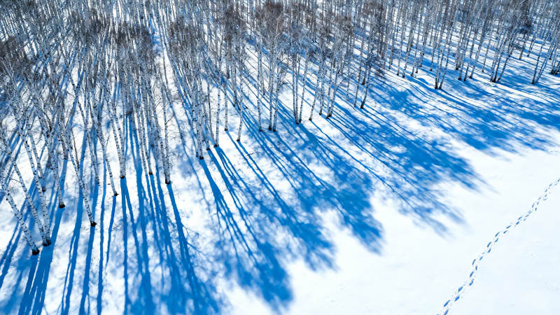 雪林蓝影 足迹蜿蜒图片