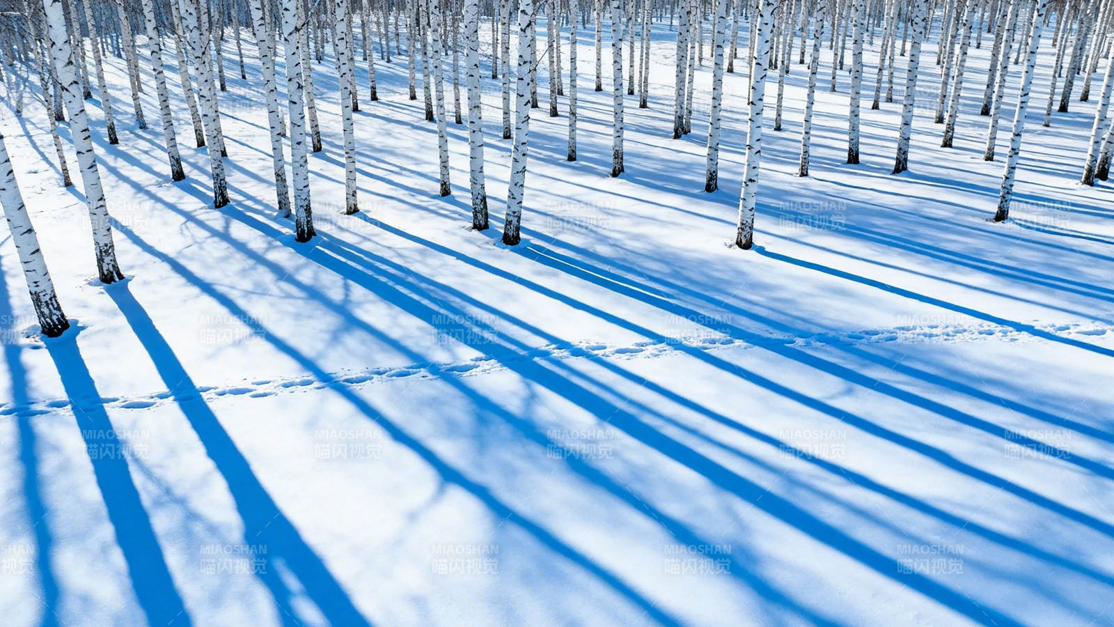 雪林蓝影 白桦静立图片