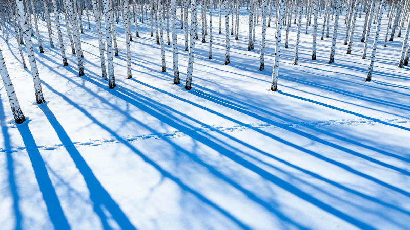 雪林蓝影 白桦静立图片