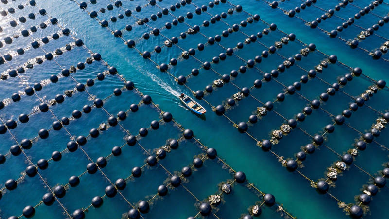 海上牧场 渔舟穿行其间图片