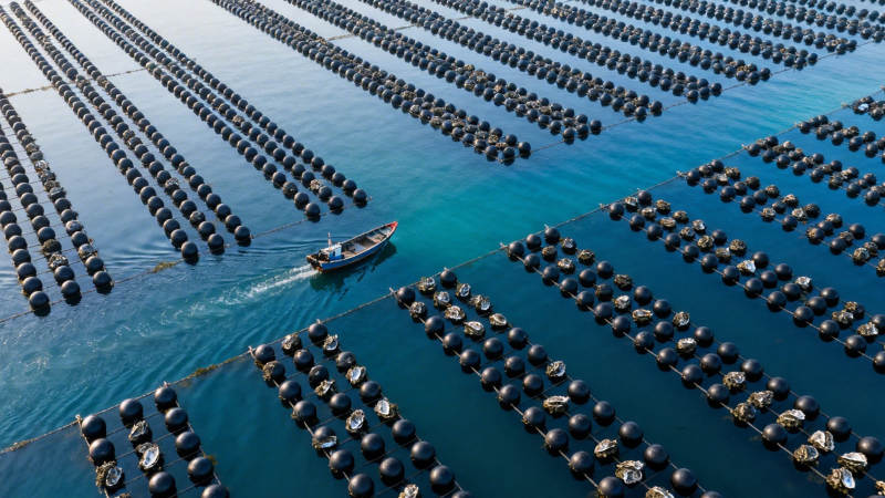 海上牧场 渔舟穿行其间图片