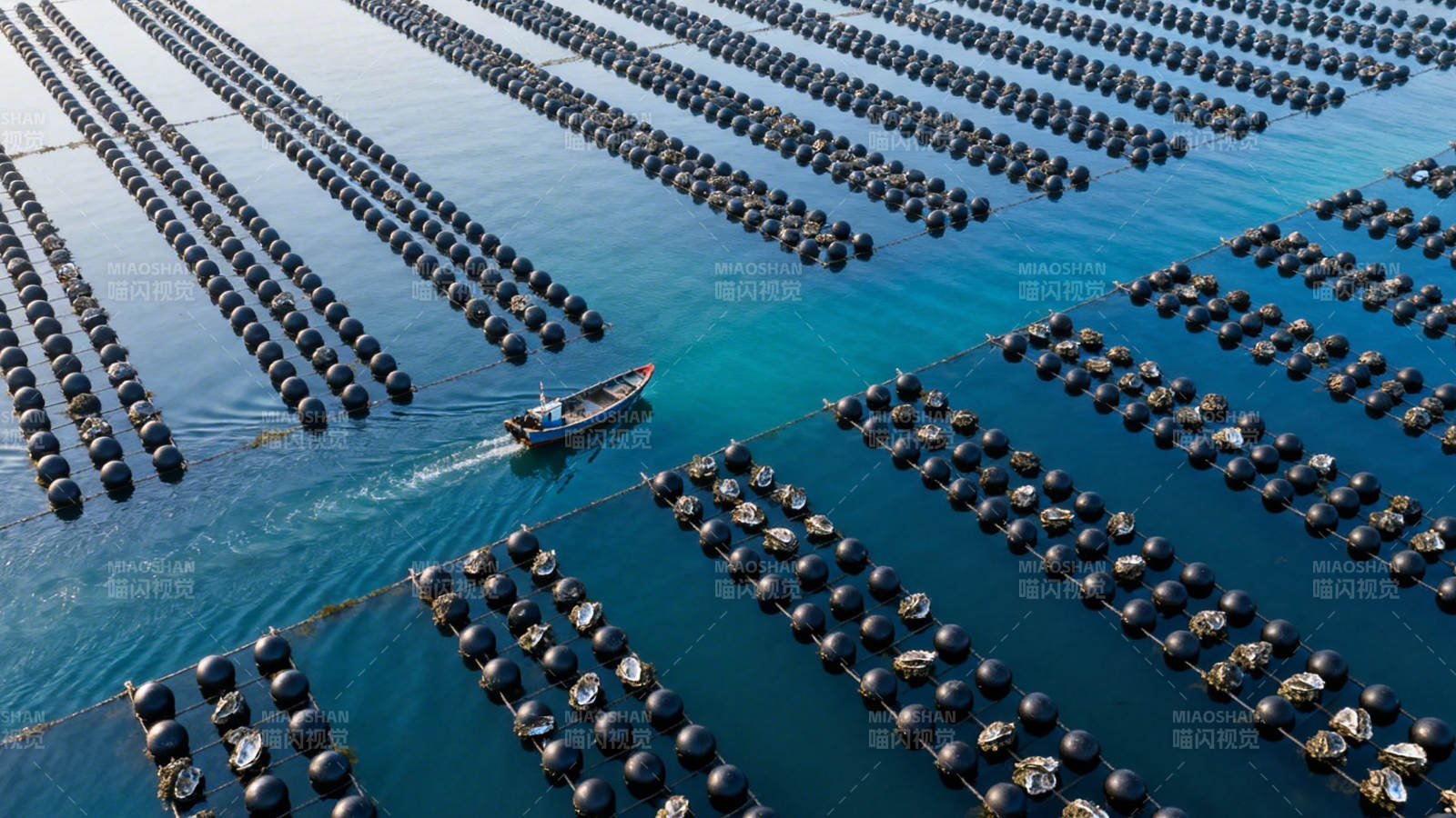 海上牧场 渔舟穿行其间图片