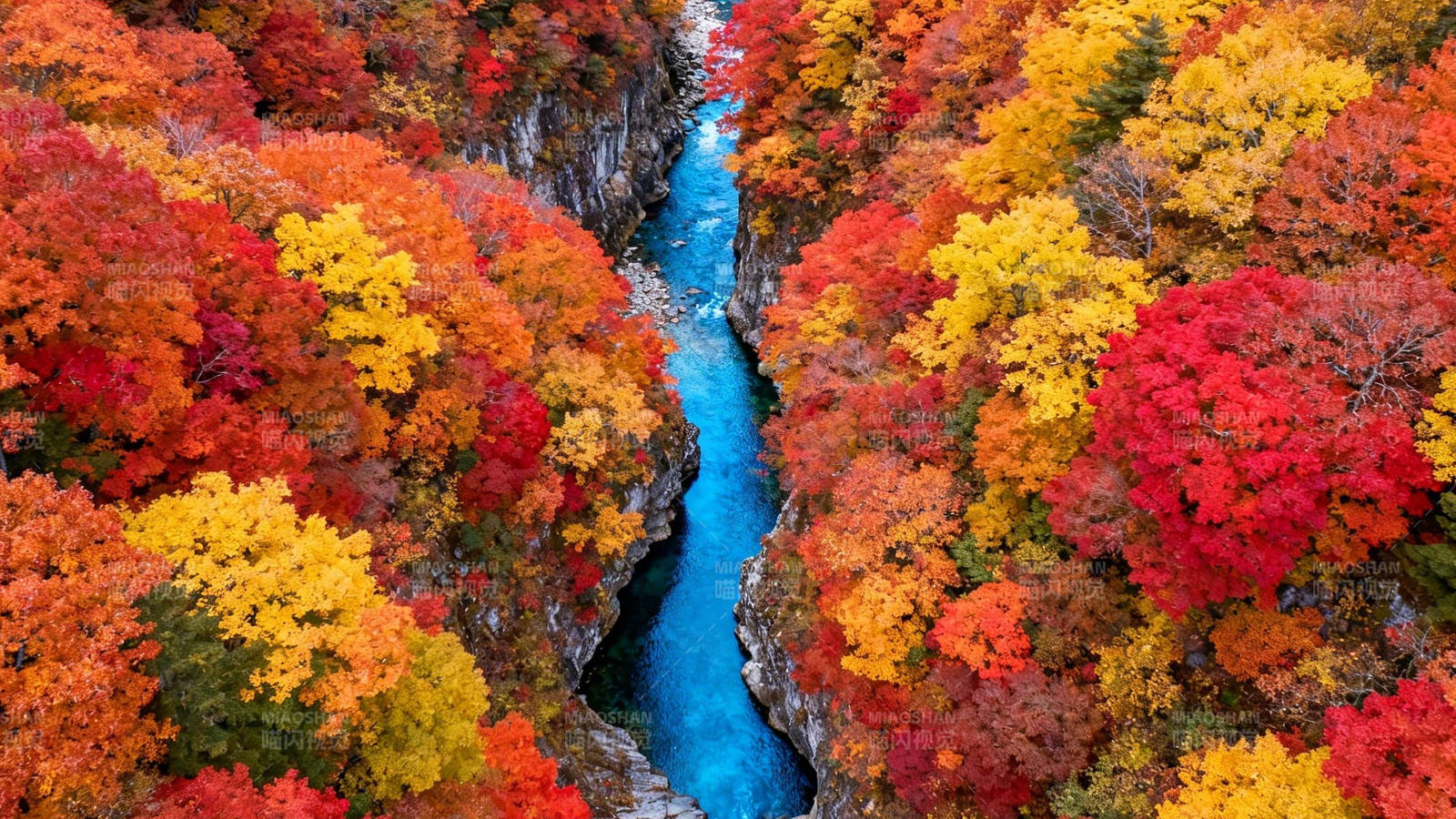 秋色峡谷 碧流穿彩林图片