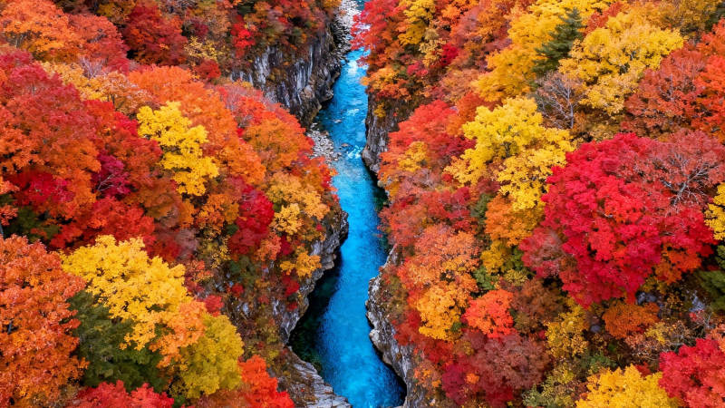 秋色峡谷 碧流穿彩林图片
