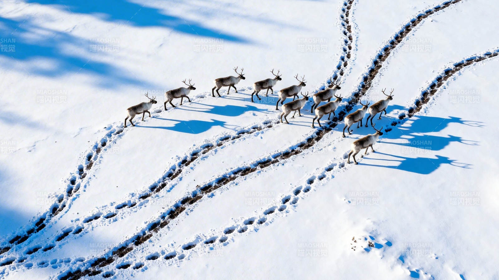 雪原鹿群踏雪行图片