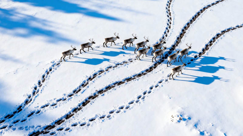 雪原鹿群踏雪行图片