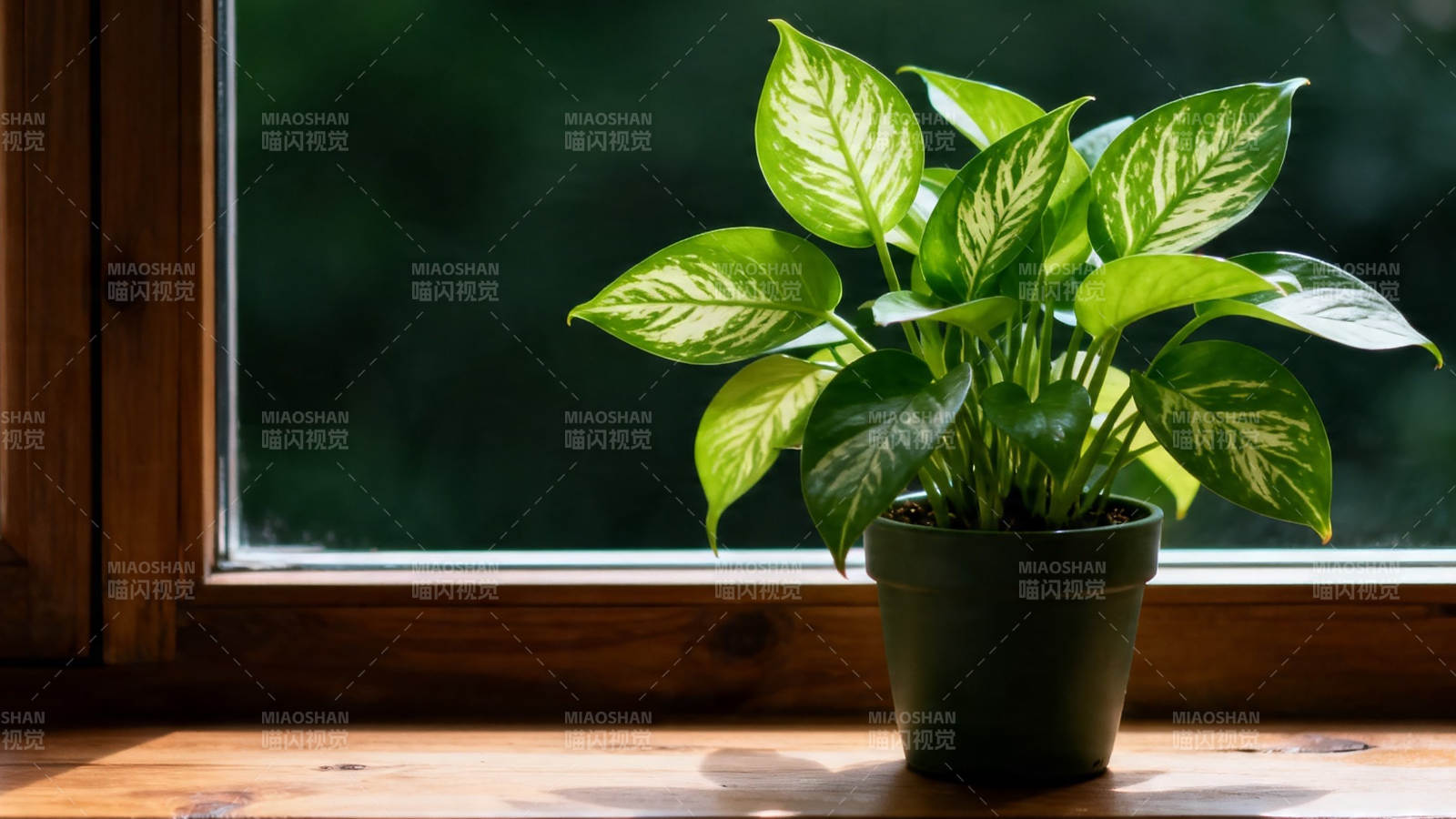 窗台绿植 阳光正好图片