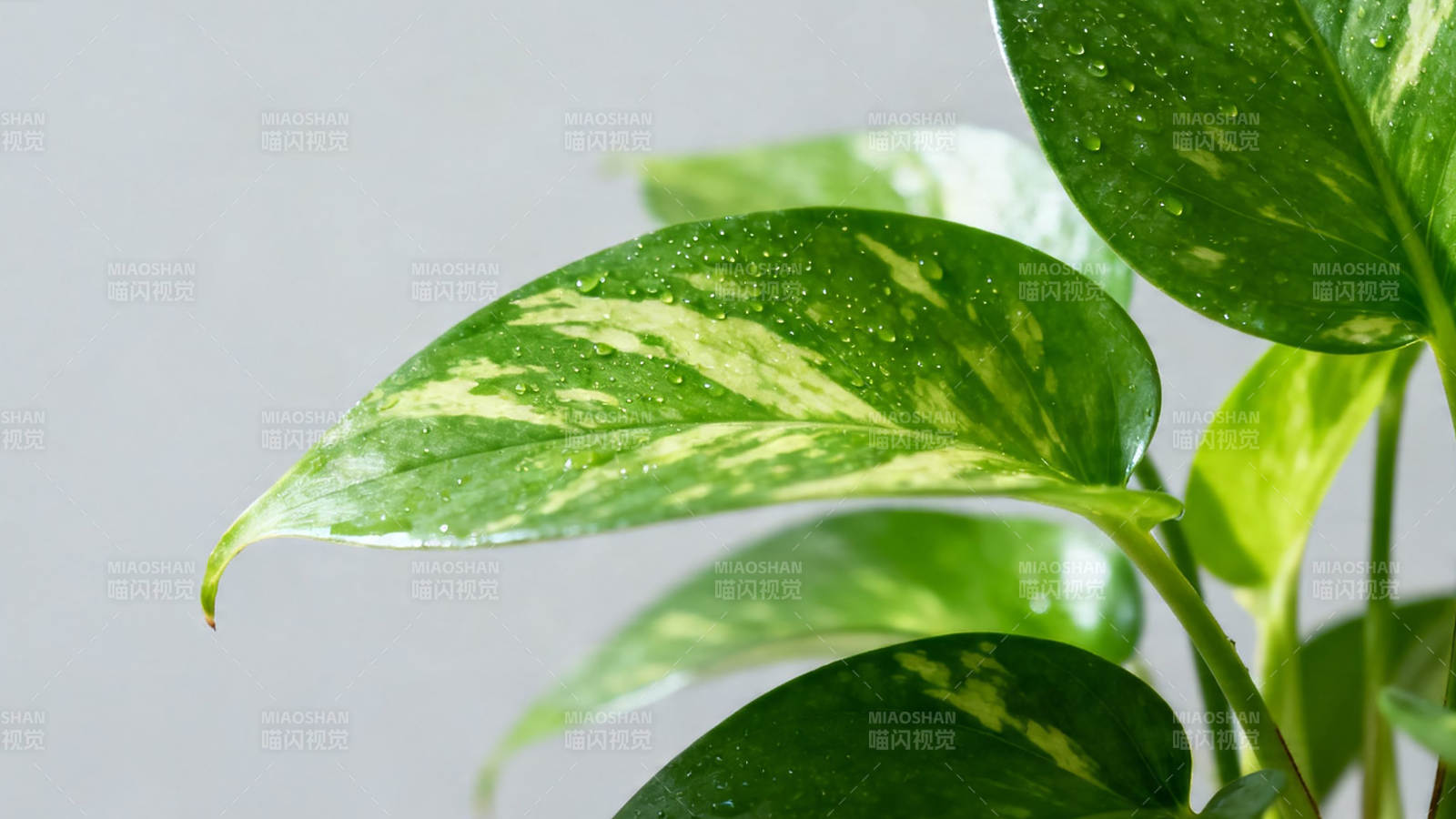 绿叶滴水 生机盎然图片