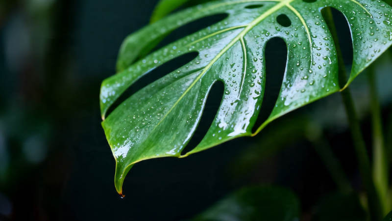雨后龟背竹 翠绿欲滴图片