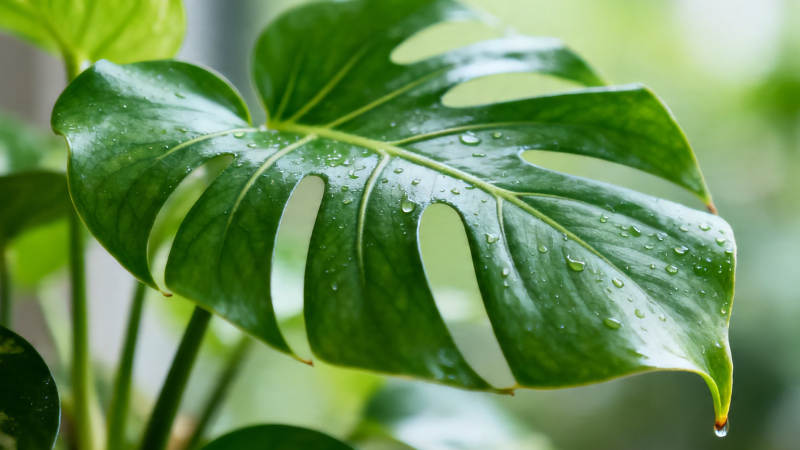 龟背竹绿叶滴水珠图片