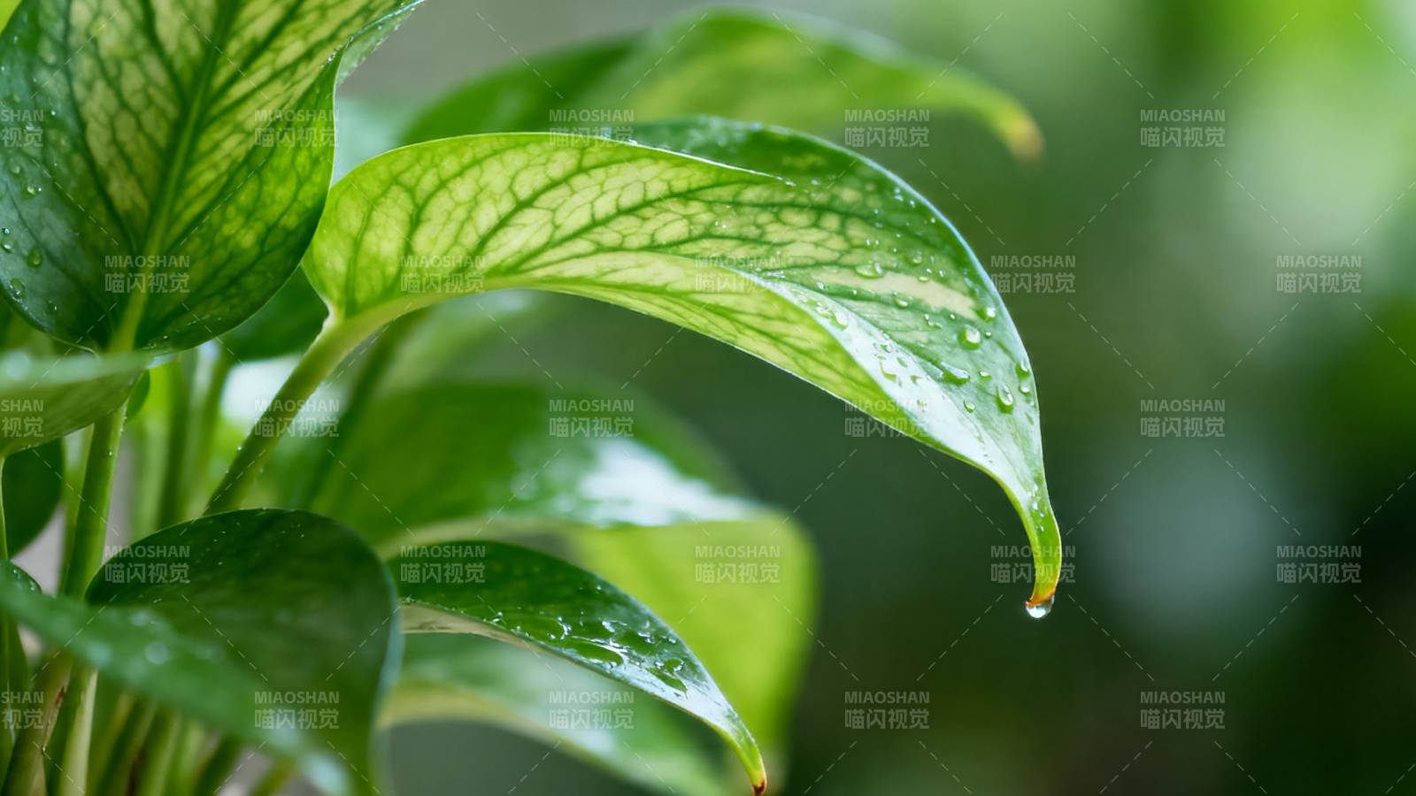 绿叶滴水 生机盎然图片