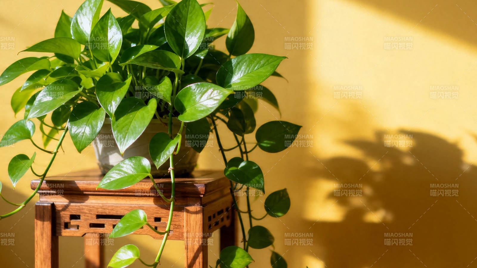 绿萝垂影 暖墙生趣图片