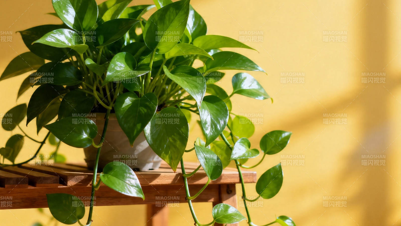 绿萝垂蔓 阳光暖黄墙图片