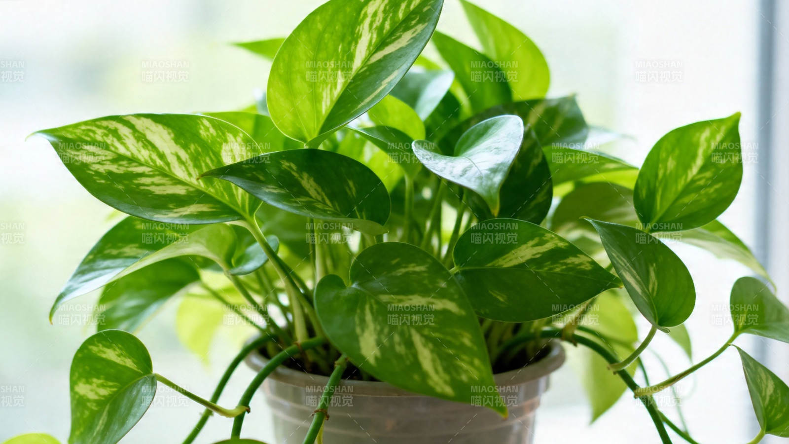 绿萝盆栽 生机盎然图片