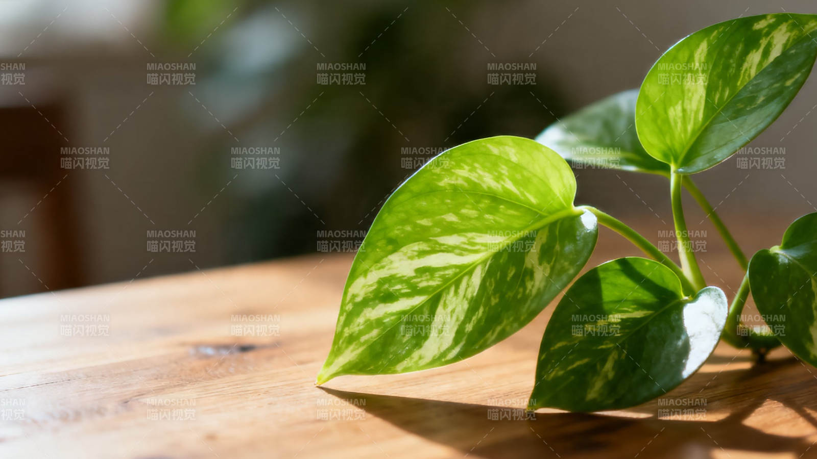 绿萝叶影映木桌图片