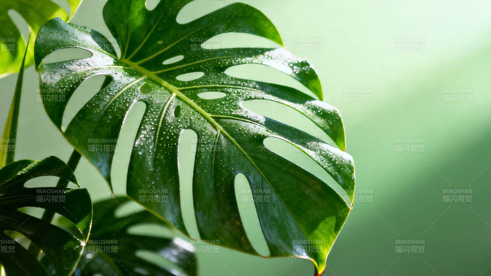 龟背竹绿叶滴水清新自然图片