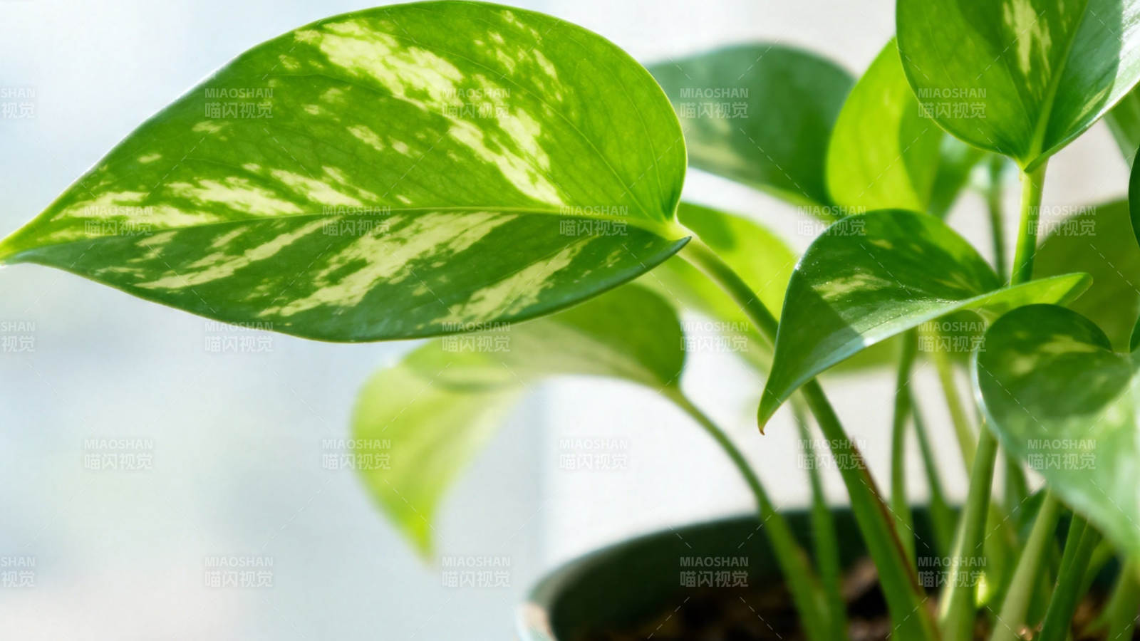 绿萝叶影斑驳 生机盎然图片