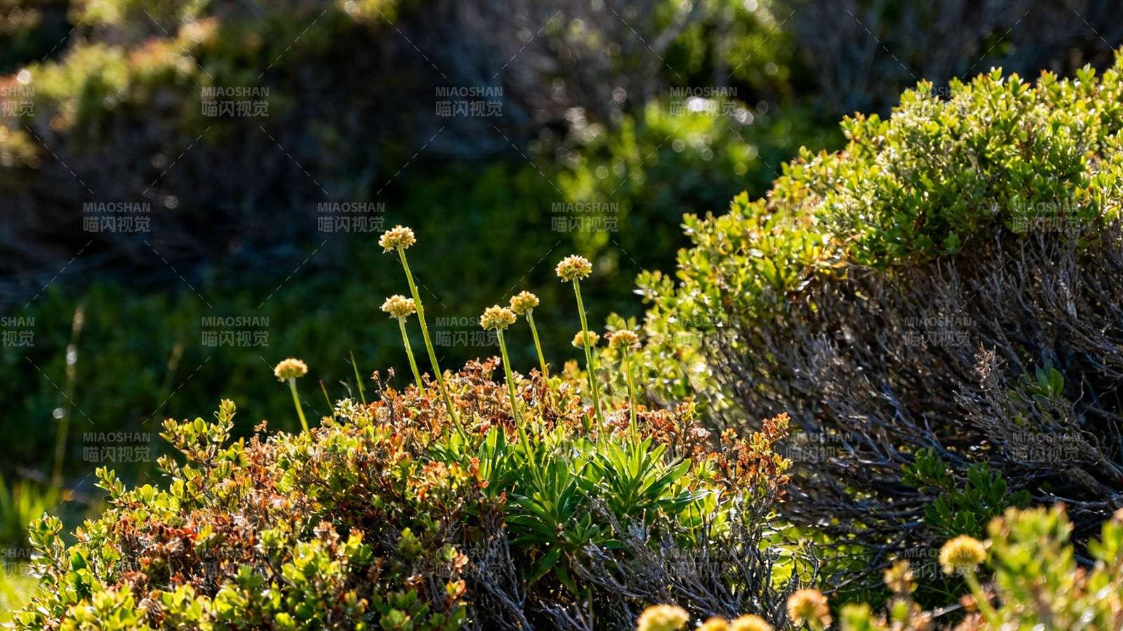 山野小花迎风绽放图片