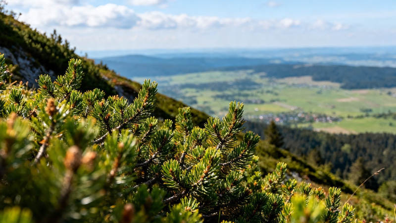 山巅松枝望绿野千里图片