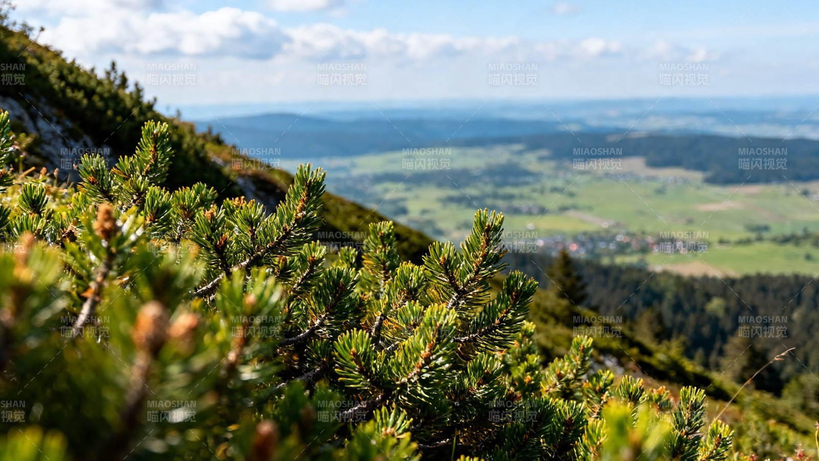 山巅松枝望绿野千里图片