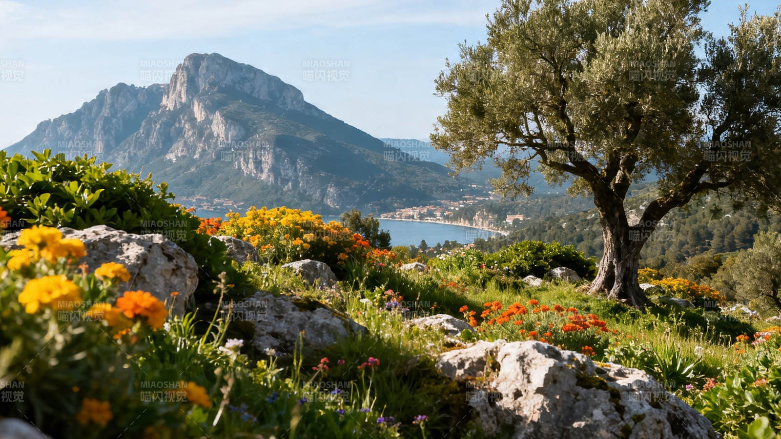 山海花径 橄榄树旁景如画图片