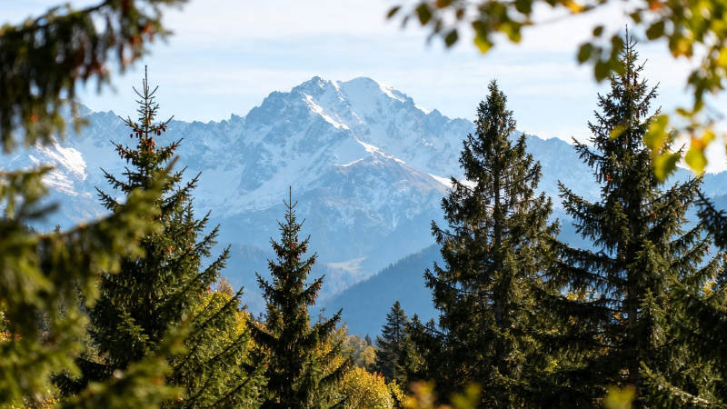 秋林远山 雪峰映蓝天图片