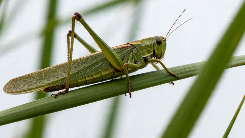 绿蚱蜢栖草叶上图片