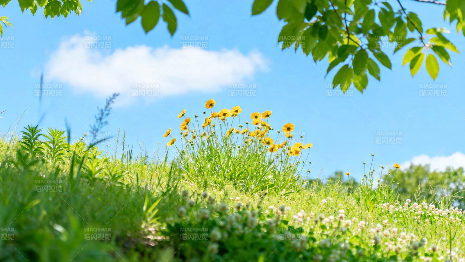 蓝天黄花绿草春景图图片