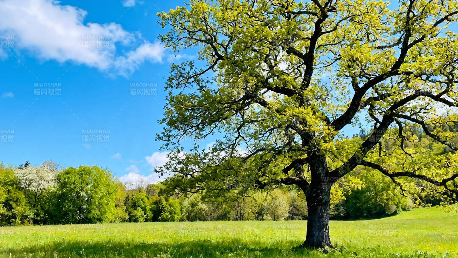 春日绿野孤树映蓝天图片