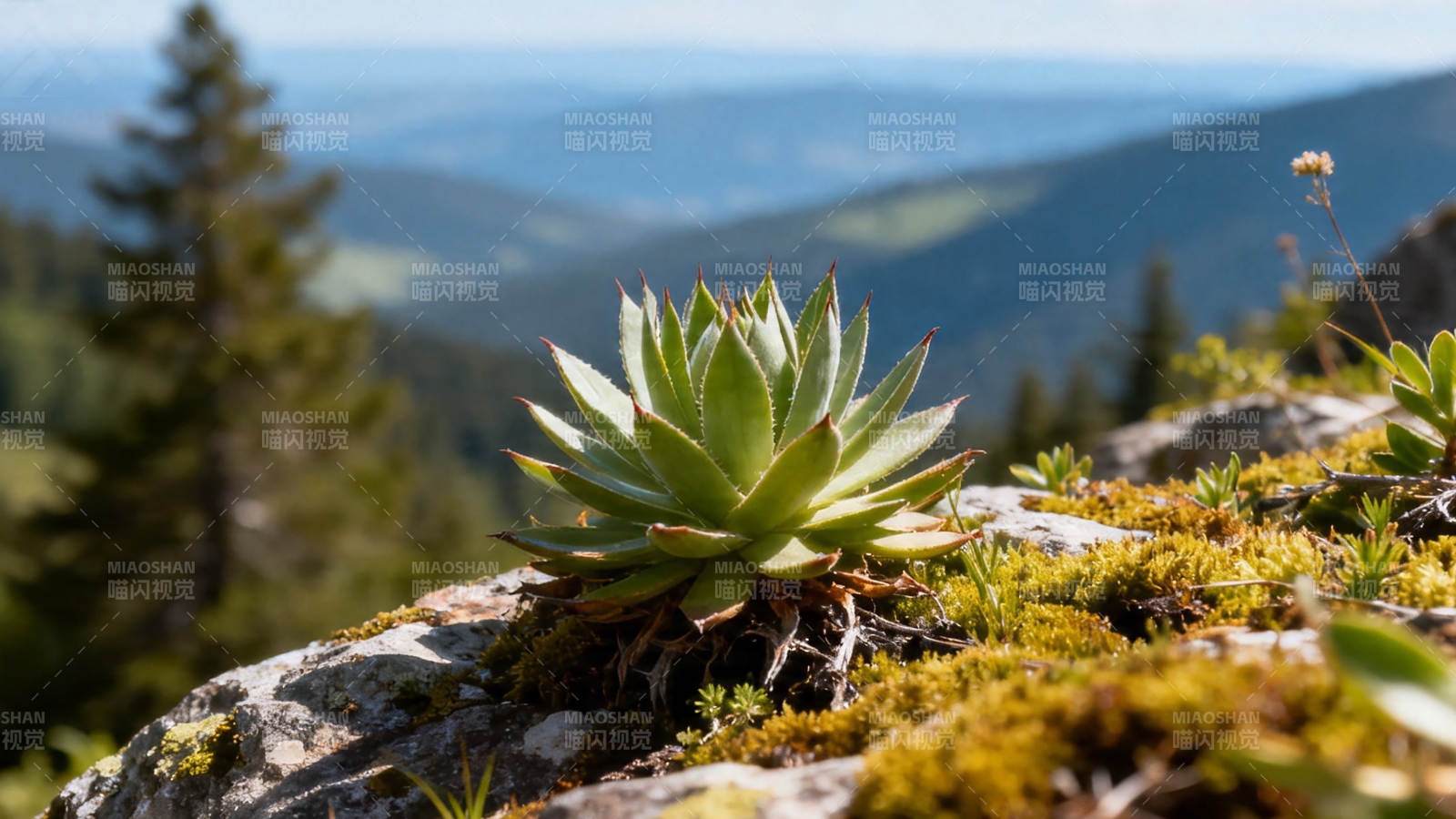 山岩上的多肉植物图片