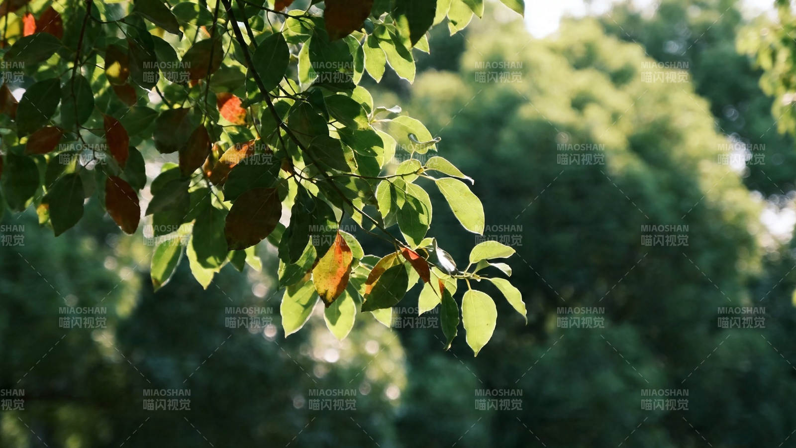 阳光穿透绿叶 秋意初现图片