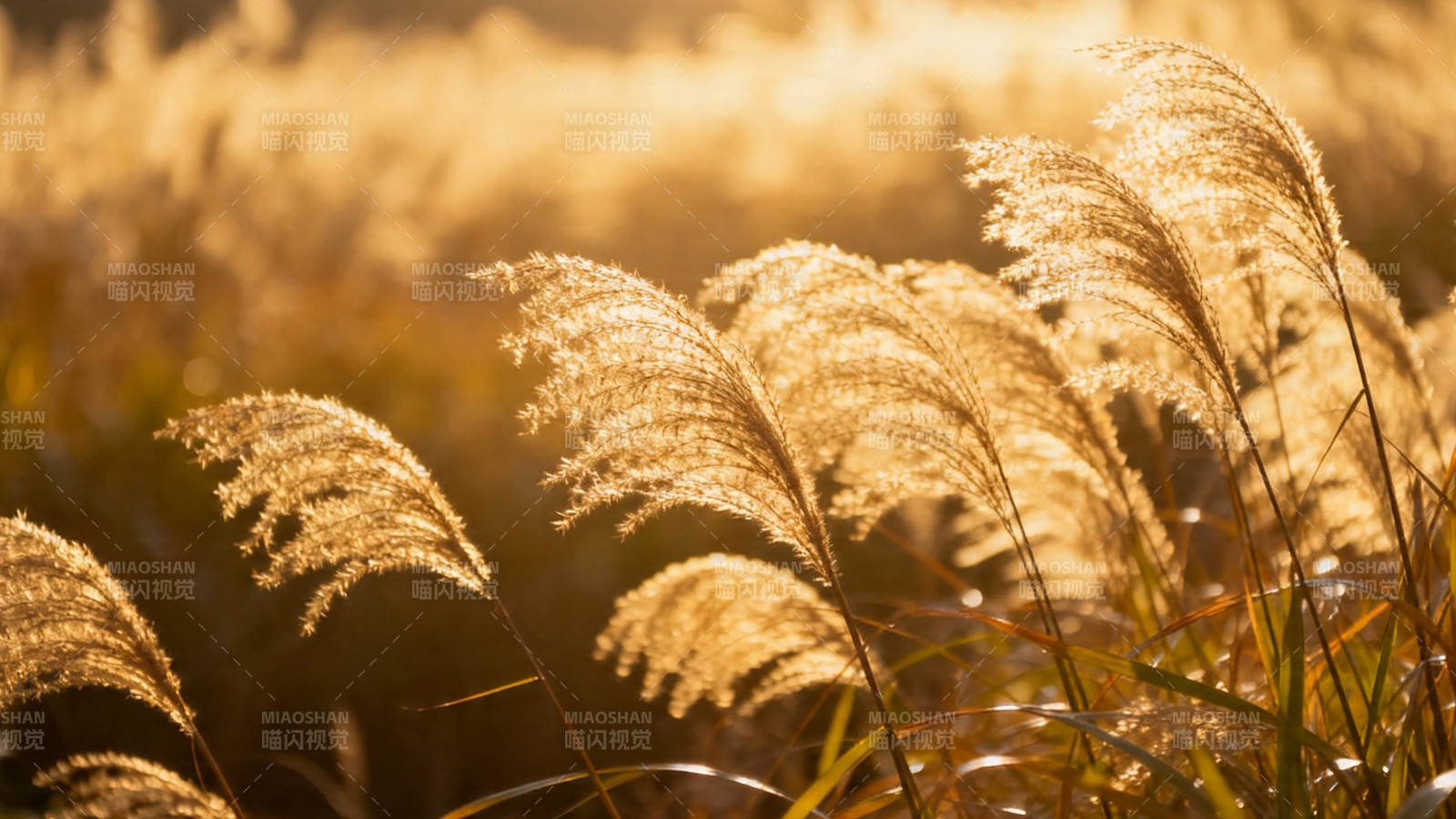 夕阳芦苇 金光摇曳图片