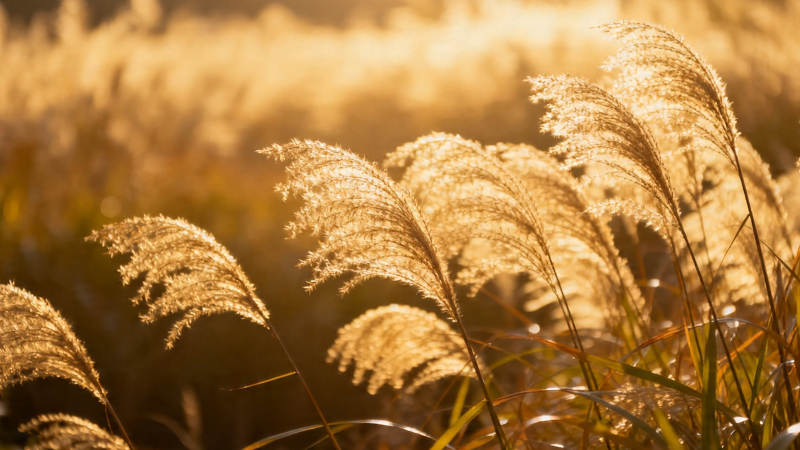 夕阳芦苇 金光摇曳图片