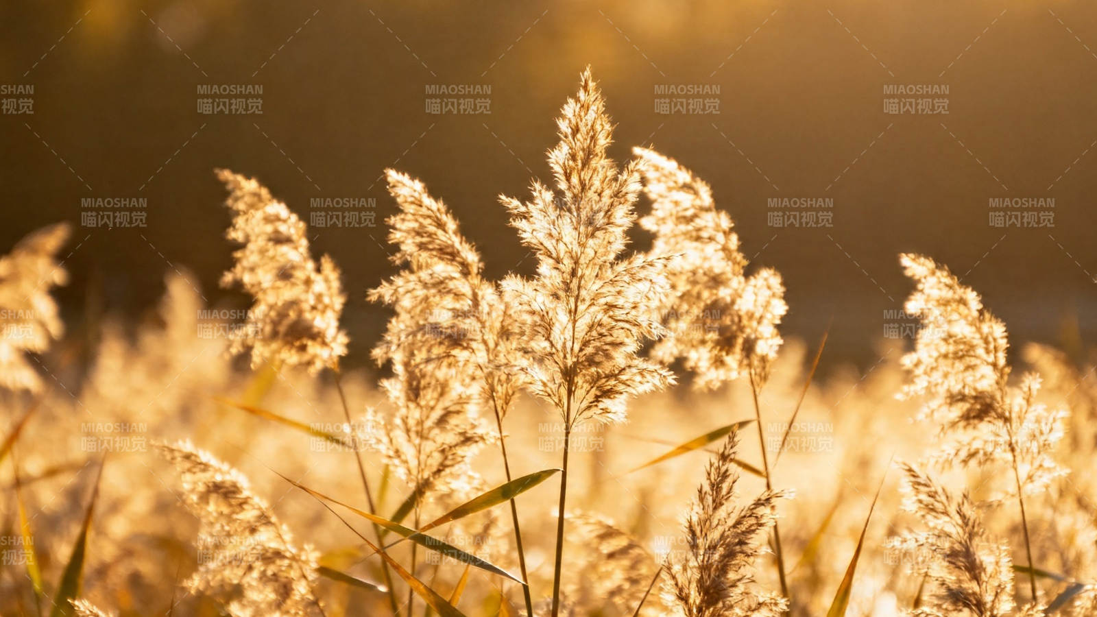 夕阳芦苇 金光摇曳图片