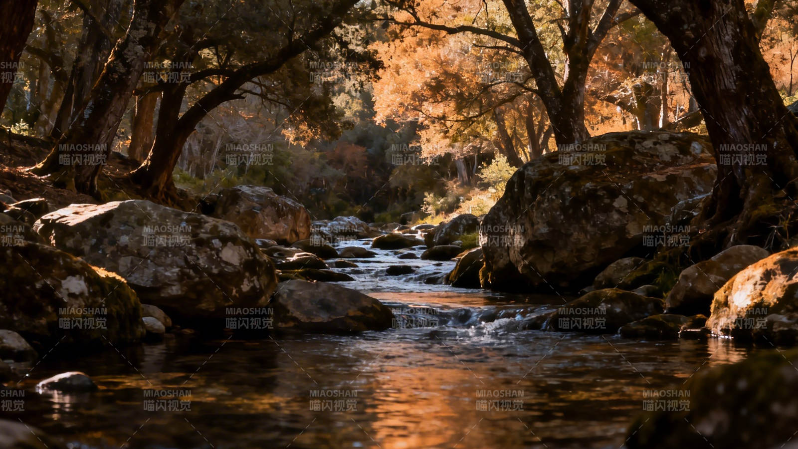 秋溪穿石 林间暖光流图片