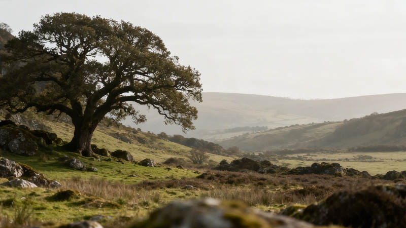 古树孤影 山野苍茫图片