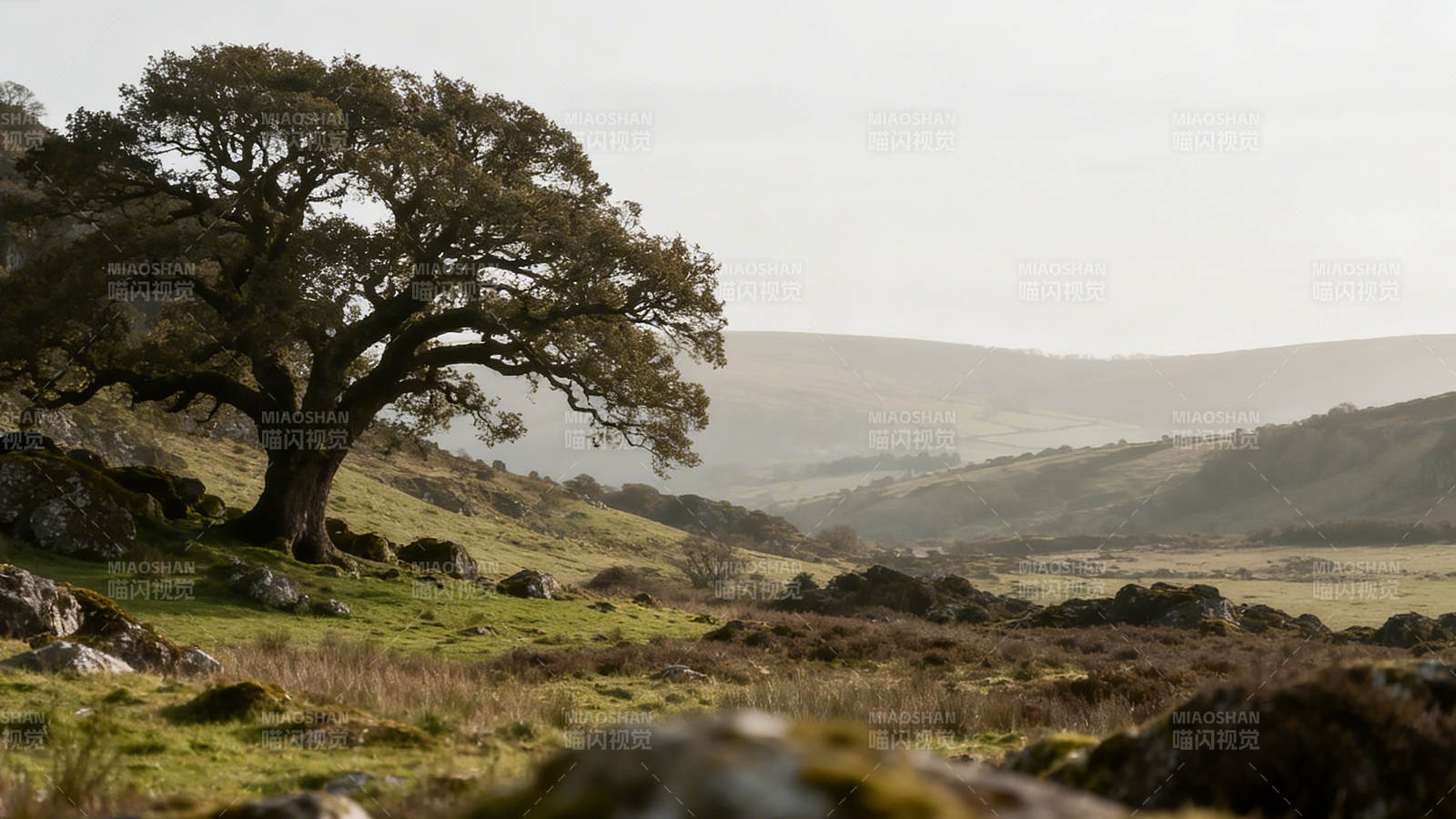 古树孤影 山野苍茫图片