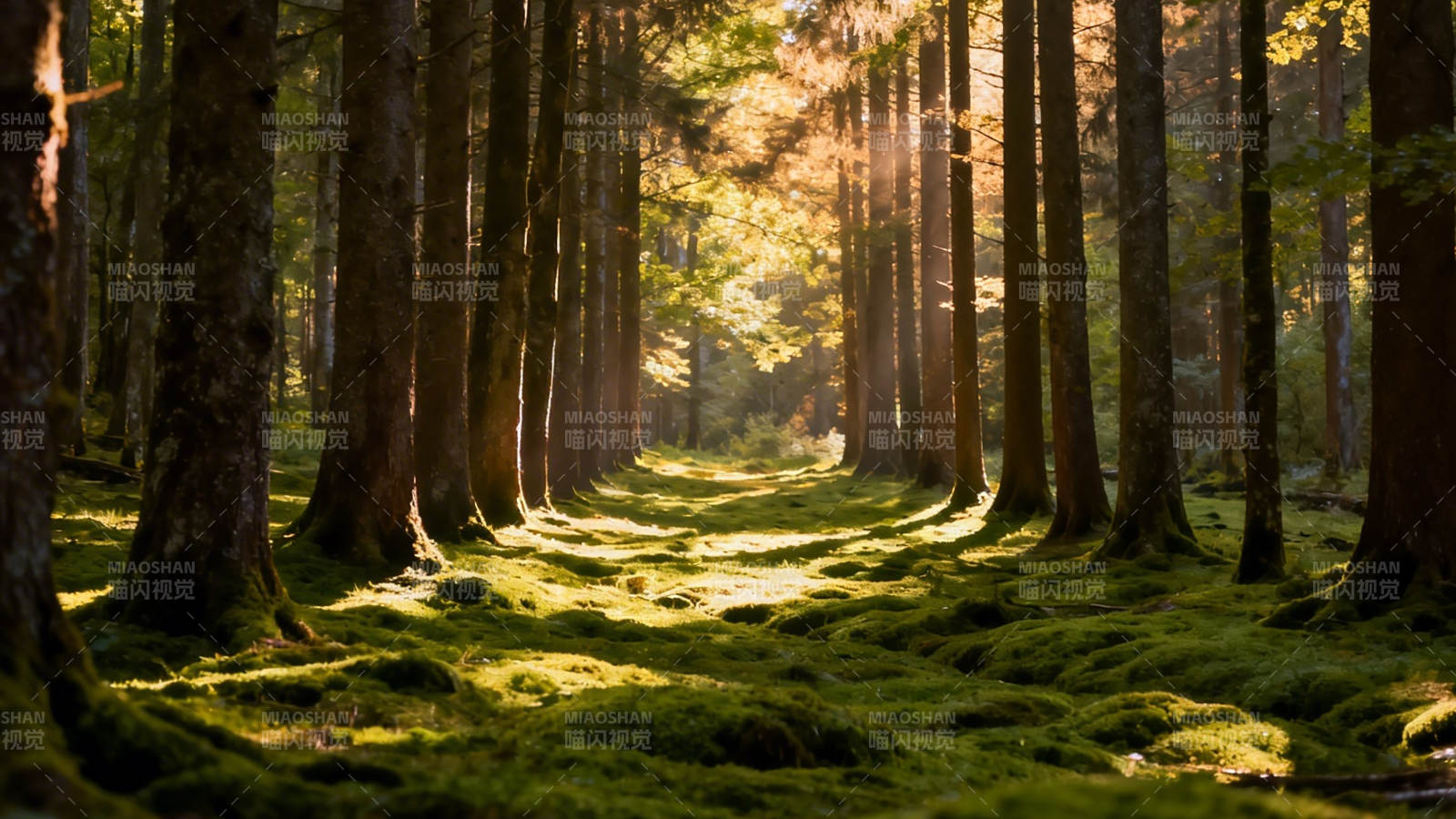 林间光径 苔藓幽静图片