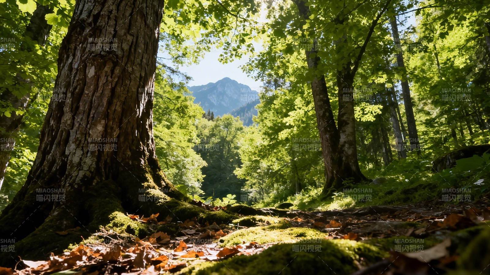 林间小径 远山如黛图片