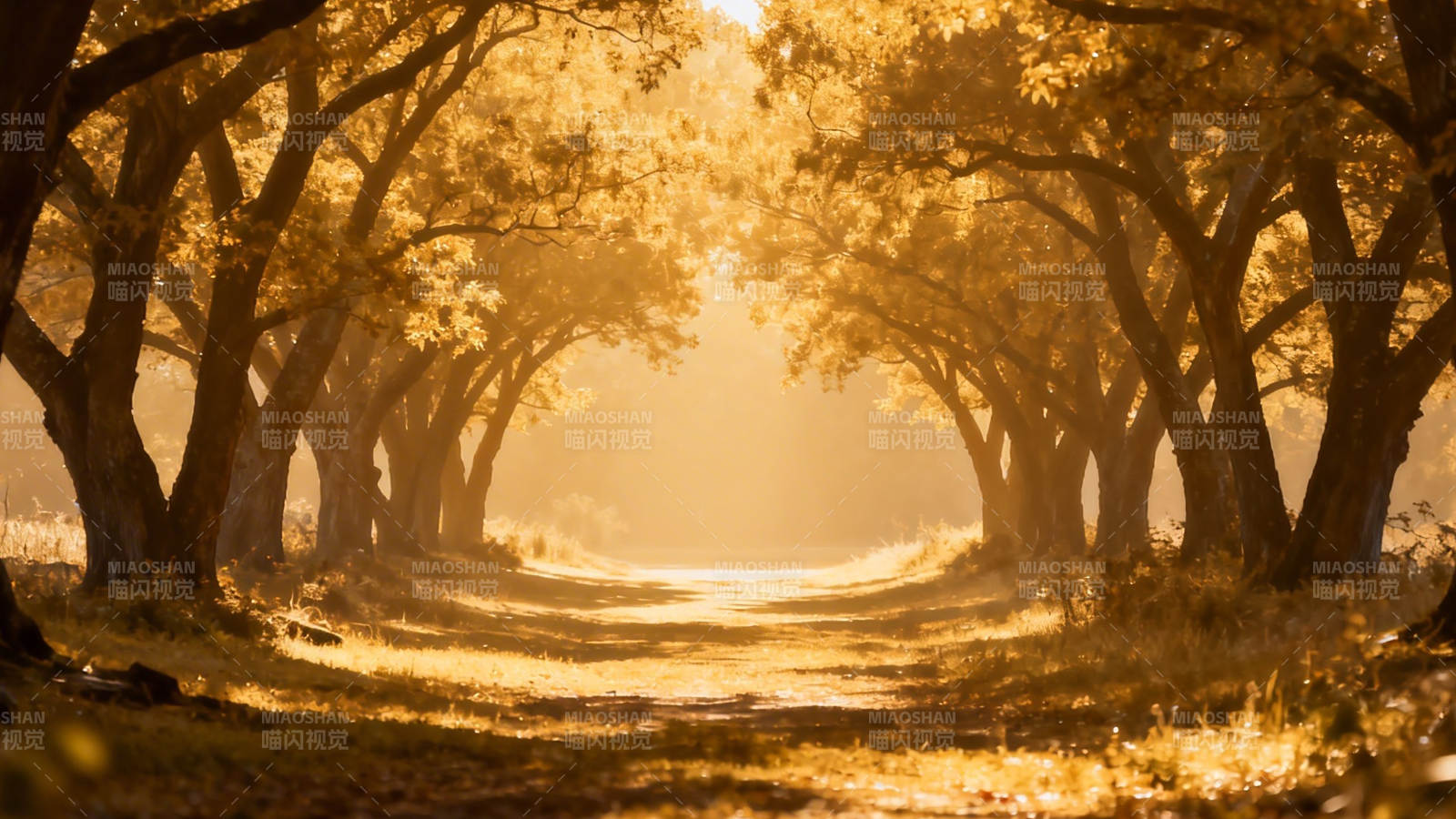 金秋林荫道 暖阳洒满径图片