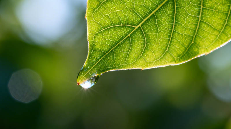 叶尖露珠 晨光微闪图片