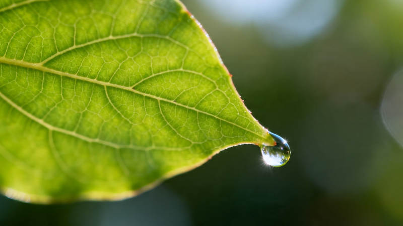 绿叶尖露珠 晨光映自然图片