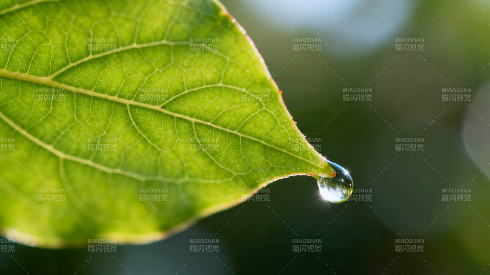 绿叶尖露珠 晨光映自然图片