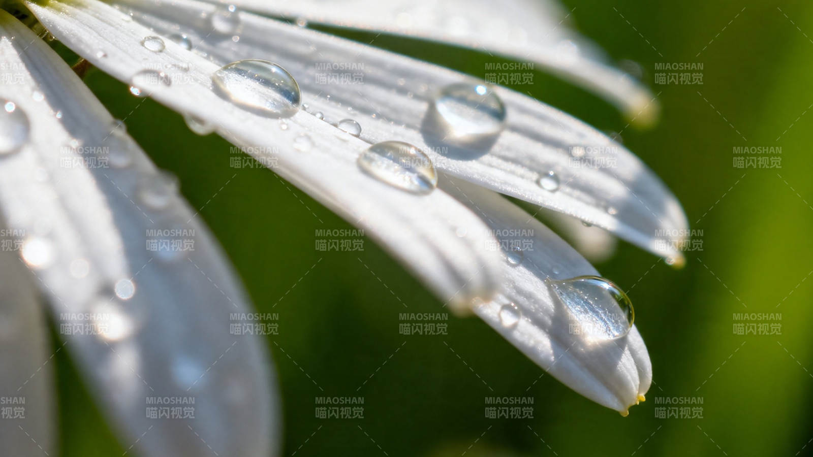 晨露缀白瓣 清新自然美图片