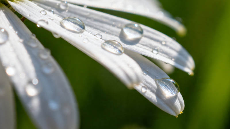 晨露缀白瓣 清新自然美图片