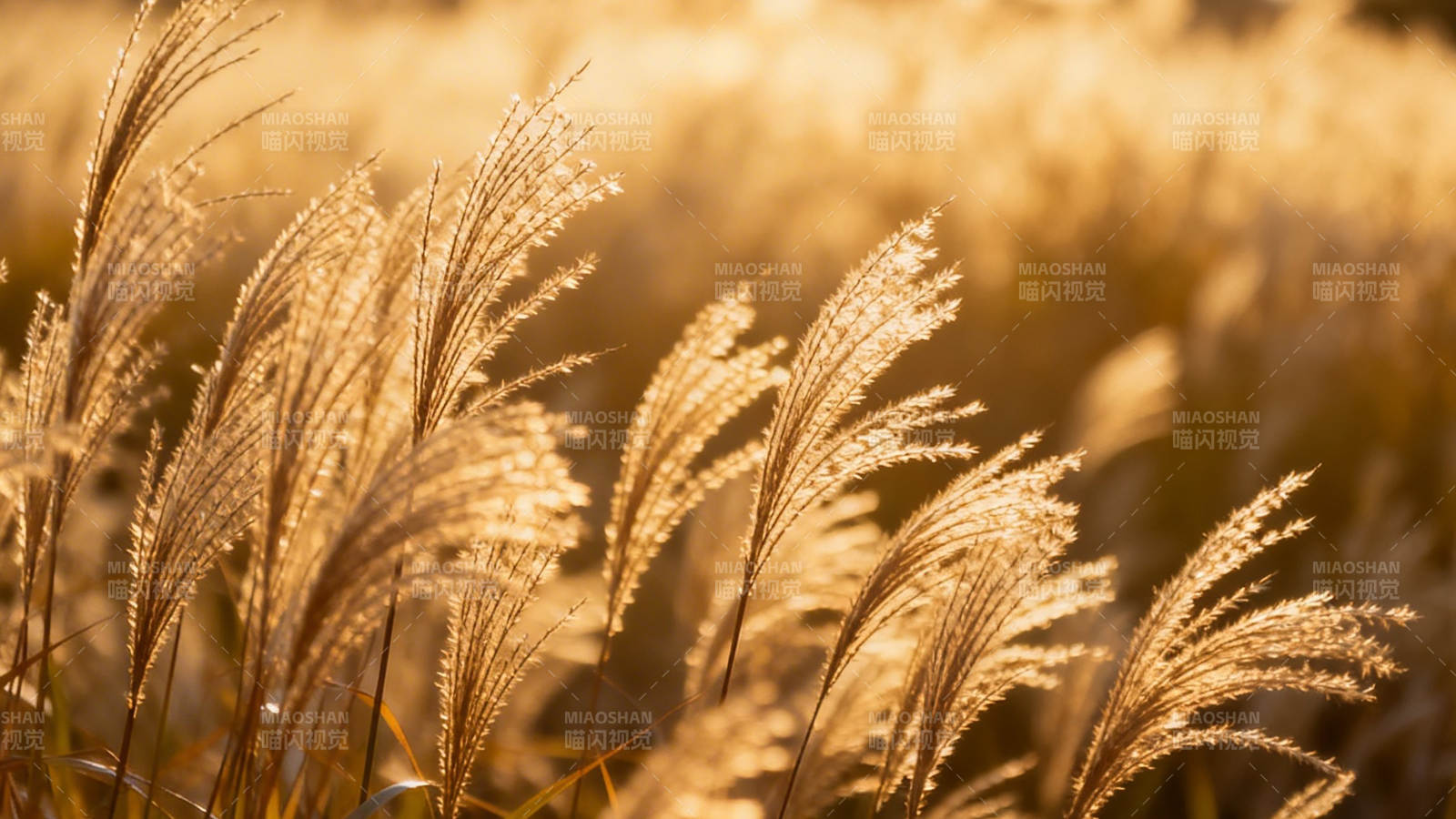 金芒摇曳 秋日暖阳照芦苇图片